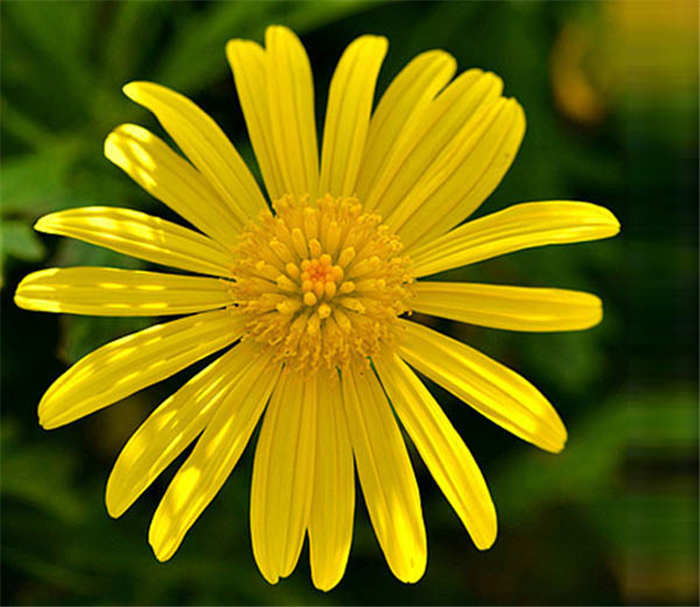 Blumen freistellen Blumen freistellen