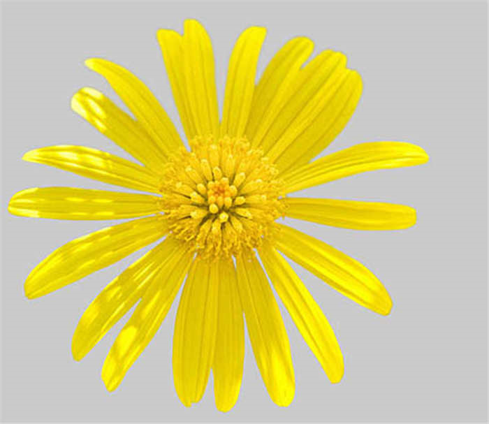 Blumen freistellen Blumen freistellen